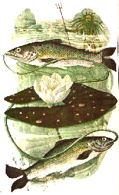 PISCIS