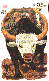 TAURO